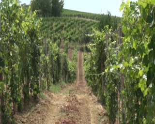 Piemonte: 1,7 milioni contro il caporalato